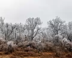 icy trees-2