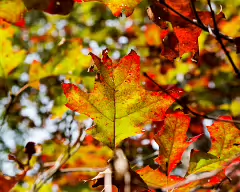 38°21'50.4 N 79°14'45.786 W