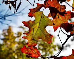 38°21'50.67 N 79°14'45.96 W