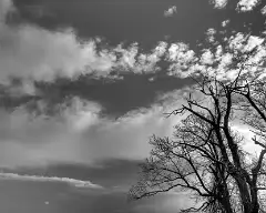did61-bw