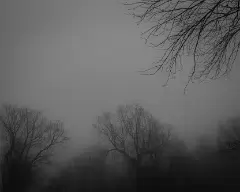 ghost trees