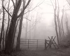 mccorgap bw
