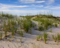 beach dune at pawleys island