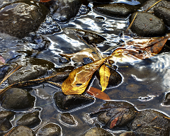beckys elkhorns rocks